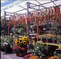 Chilies & flowers in Jean Talon Market