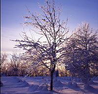 mount-royal-cemetery-backlit-ice-covered-tree