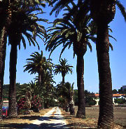 palm-trees-hyeres-france