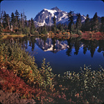 Mt Shuksan with Fall Colors