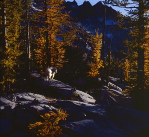 Goat in the Enchantments