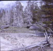 A29 - Ghost Trees, Upper Geyser Basin - Yellowstone