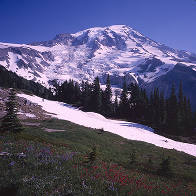Mt Rainier With Foreground Flowers