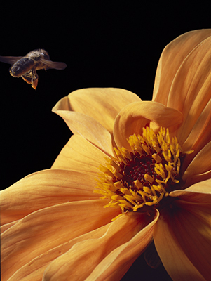 Honeybee prepares to land on a Golden Hour Dahlia