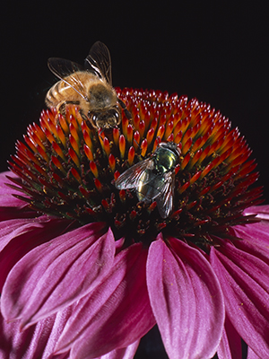 Honeybee and green fly join forces in the inspection of nuclear warheads
