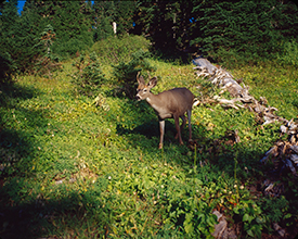Deer along a trail at Mt. Rainier